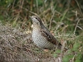 wryneck, wrynecks, british-3